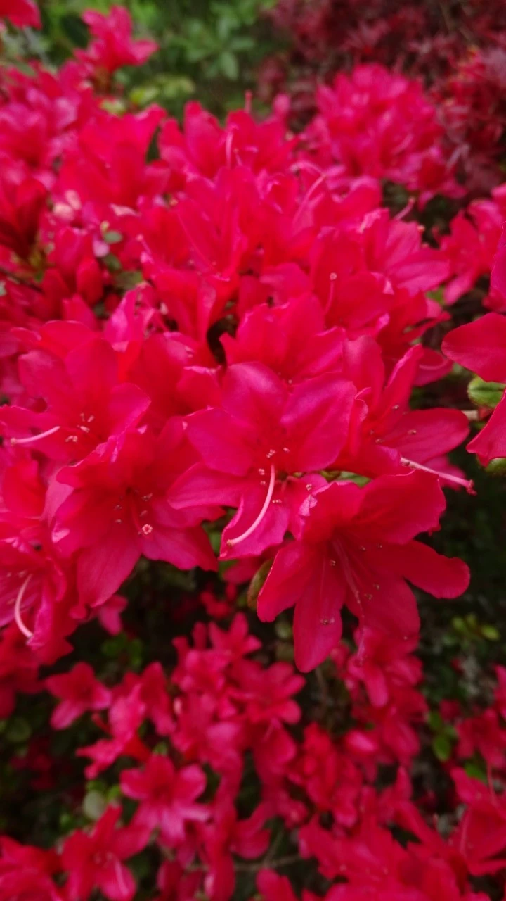 'Rubinstern'